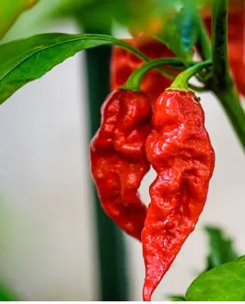 Ghost Chilli Spice Mix image 0